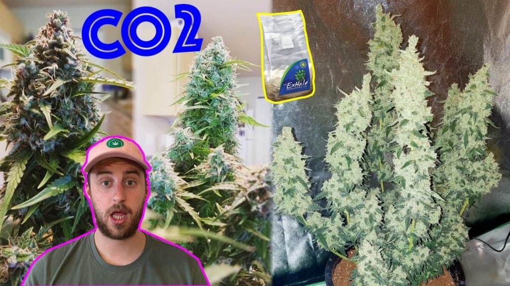 Growing Cannabis with CO2: Increase Vegetative Growth and Maximize Bud ...